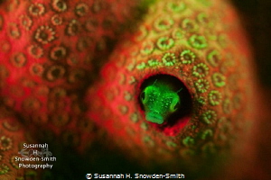 Fluorescing secretary blenny!

I used a very shallow de... by Susannah H. Snowden-Smith 